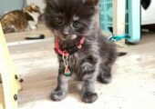 Pedigree Main Coon kitten ready Now