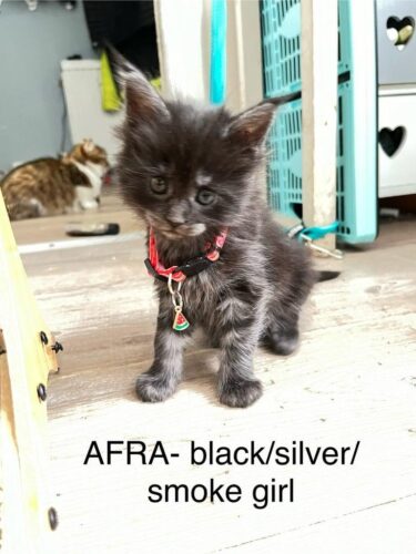 Pedigree Main Coon kitten ready Now