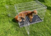 Dog Crate – medium size
