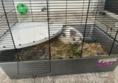 Bunny with food,cage,hay, playpen