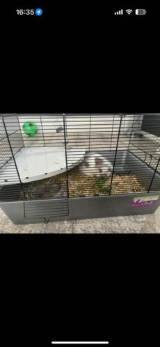 Bunny with food,cage,hay, playpen