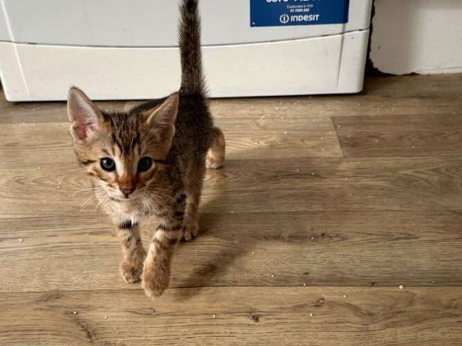 Gorgeous Kittens for sale 120 ono
