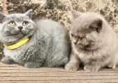 CHUNKY BRITISH SHORTHAIR FUR BABIES