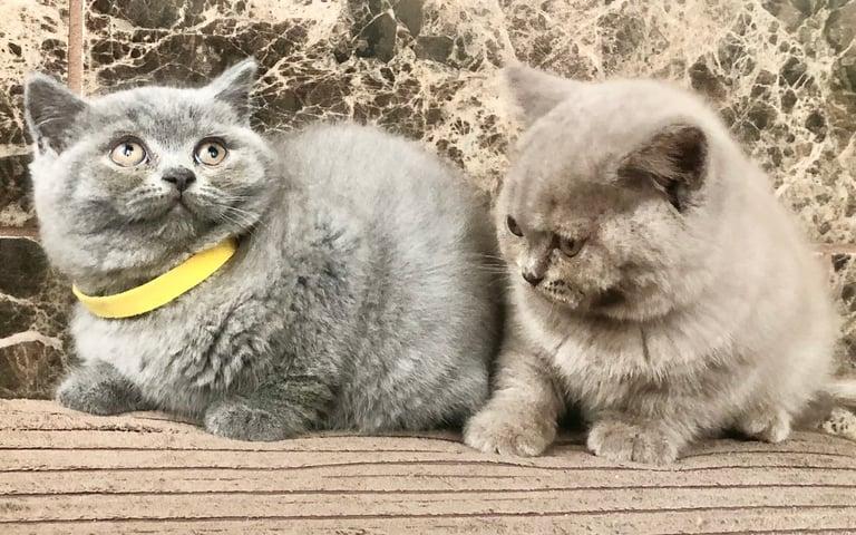 CHUNKY BRITISH SHORTHAIR FUR BABIES
