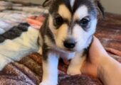 Beautiful husky puppies