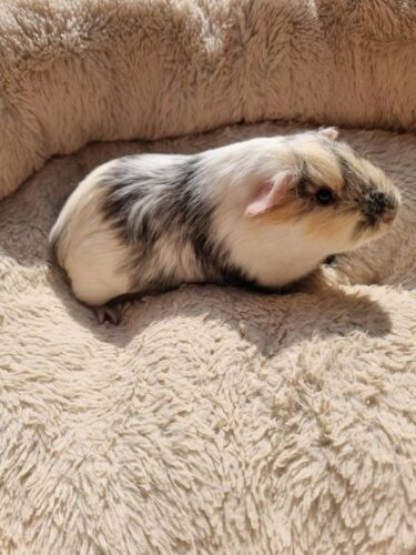 2 baby boy guinea pigs ready to leave now