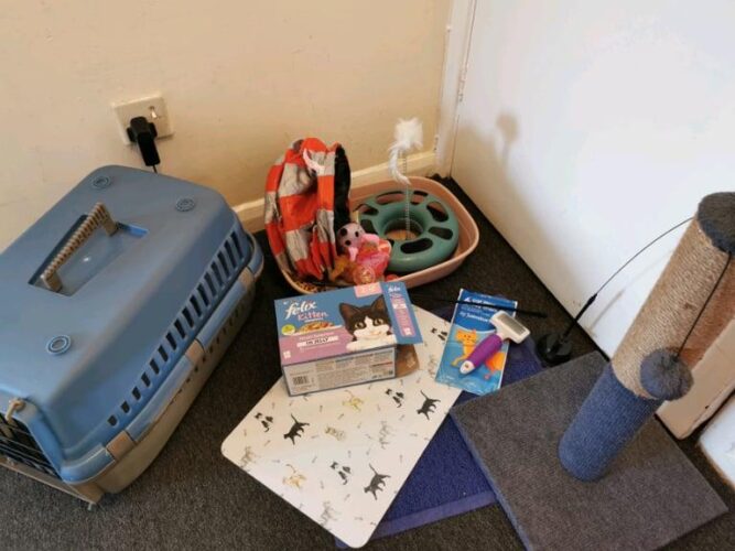 Cat  items bundle
