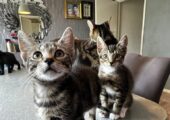 Cute Kittens for sale