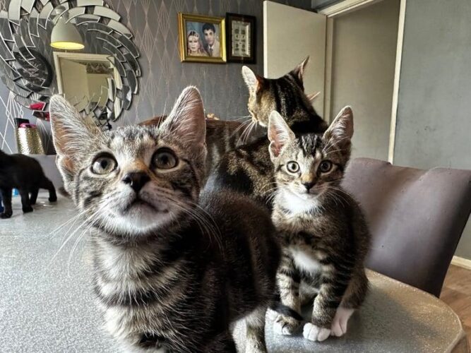 Cute Kittens for sale