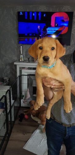 Puppies