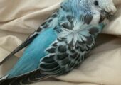 Hand reared  Hagoromo helicopter baby