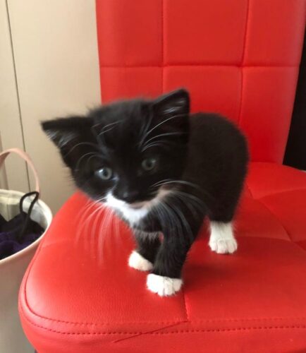 Gorgeous kittens ready to leave