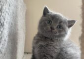 Cute Kittens for sale