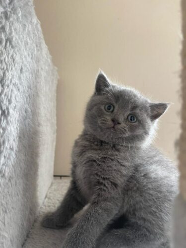Cute Kittens for sale