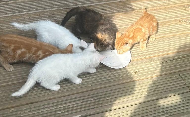 4 pure ragdoll kittens 3 left