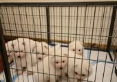ONLY 1 BOY LEFT Samoyed puppies looking for new home