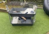 Guinea Pigs and Cage