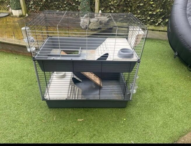 Guinea Pigs and Cage