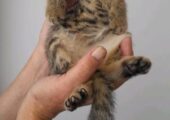 Beautiful Kittens
