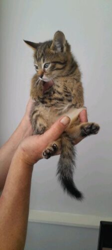 Beautiful Kittens