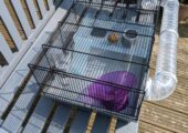 Hamster Cage