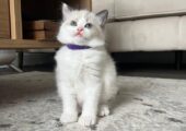 4 pure ragdoll kittens 3 left