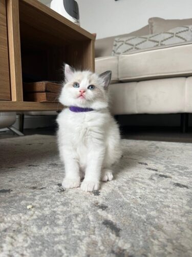 4 pure ragdoll kittens 3 left