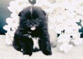 Xxxs Pomeranians Russian teddy face
