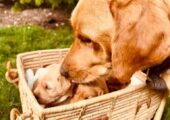 Cockapoo 7 year old male for rehoming