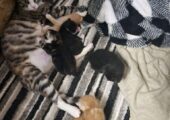 Bengal cross kittens