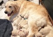 Golden Retriever Puppies for sale