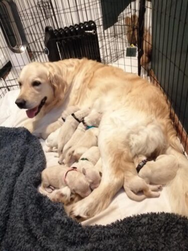 Golden Retriever Puppies for sale