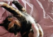 Kittens