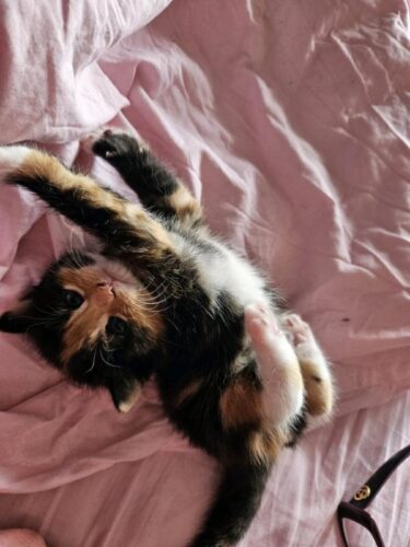 Kittens