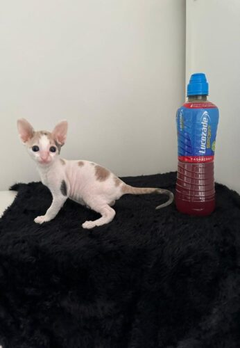 Cornish rex kittens