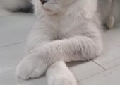 Beautiful Maine Coon Cat Active TICA registered 17 months old