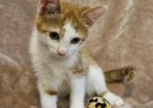 Gorgeous kittens ready to leave