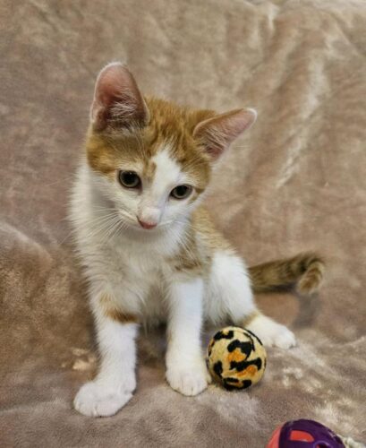 Gorgeous kittens ready to leave