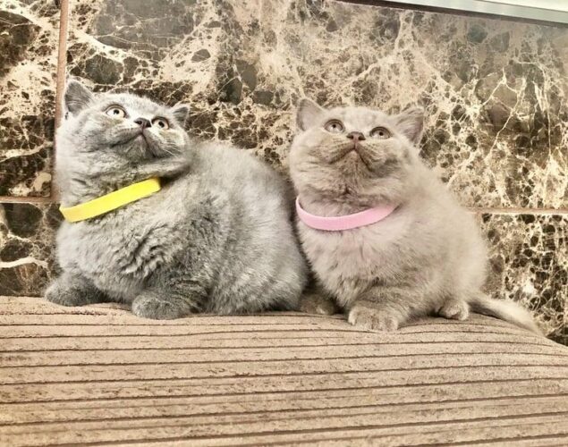 CHUNKY BRITISH SHORTHAIR FUR BABIES