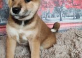 Shiba inu