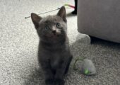 Beautiful Blue Kitten