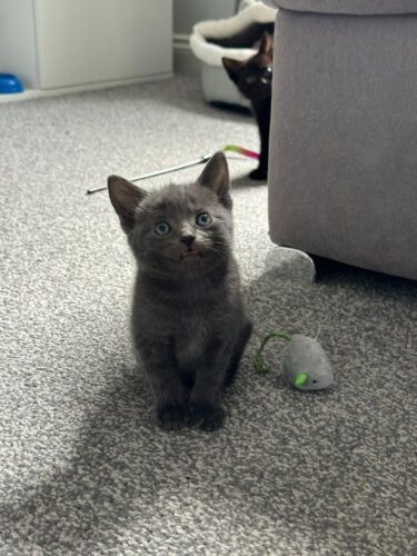 Beautiful Blue Kitten