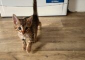 Beautiful kittens