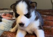 Beautiful husky puppies