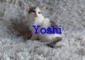 Beautifully Fluffy Long Haired Kittens