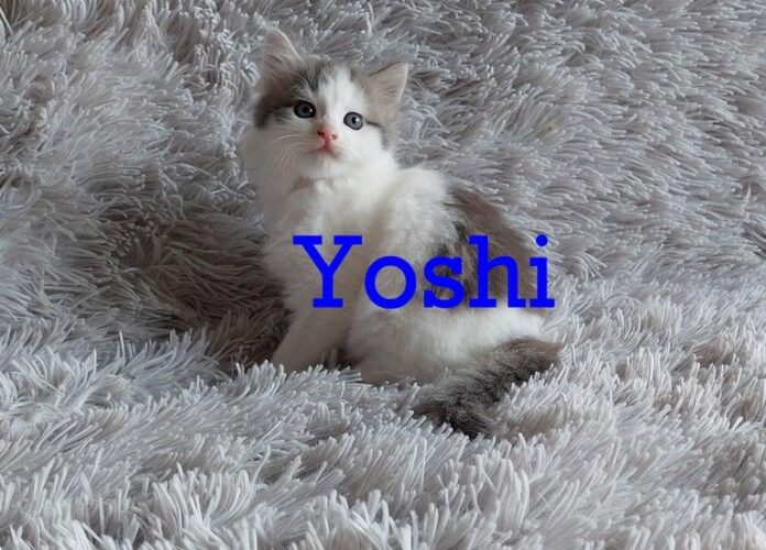 Beautifully Fluffy Long Haired Kittens