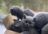 Beautiful Kittens