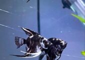 Angelfish