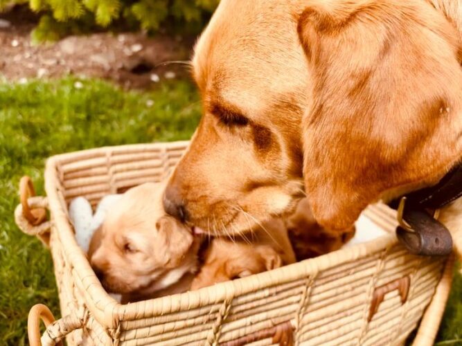 Golden Retriever Puppies for sale