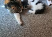 Gorgeous kittens ready to leave